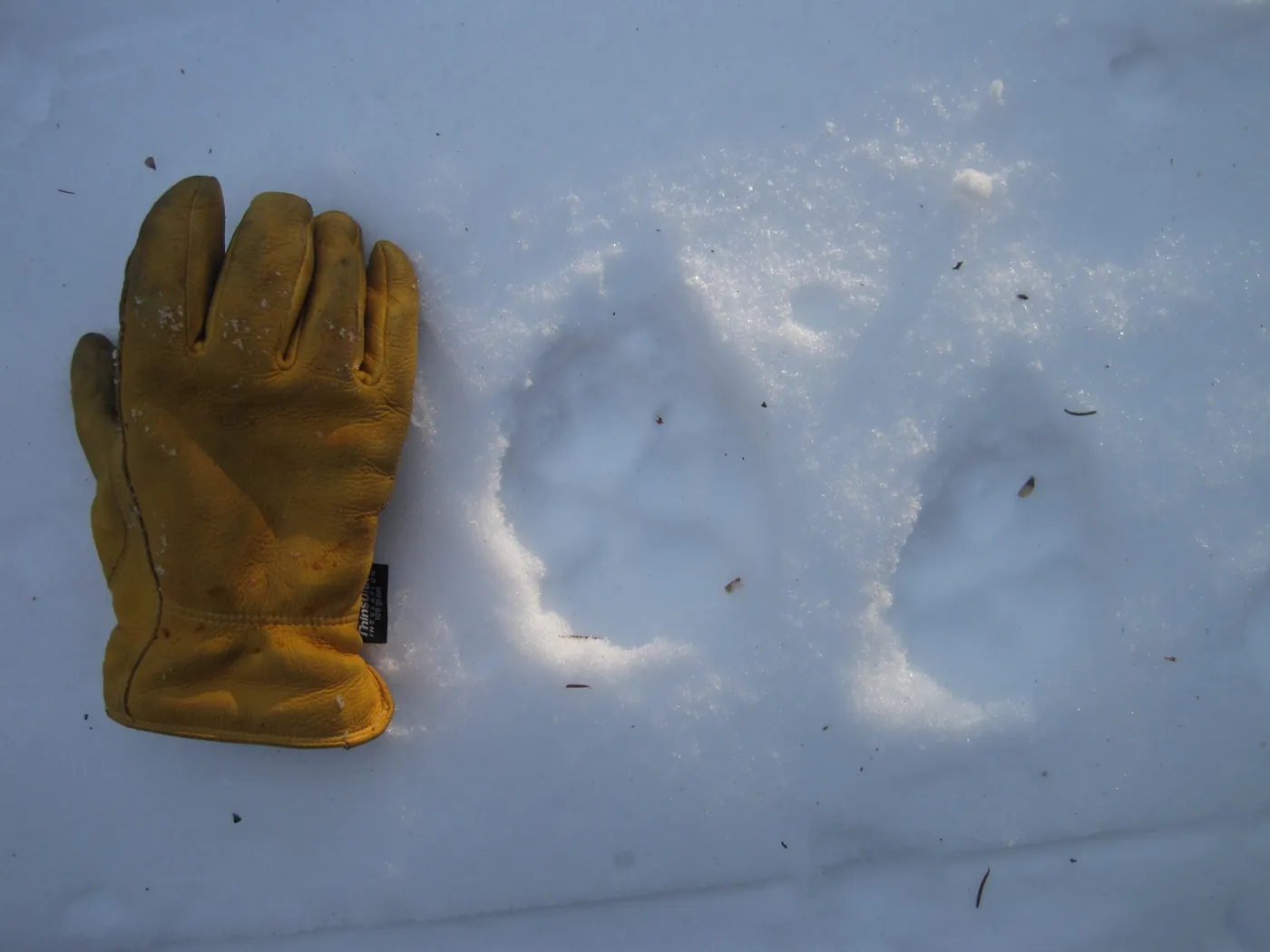 A leather glove next to animal tracks in the snow, for scale