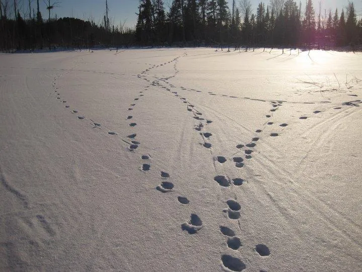 Wolf tracks crossing the snow on a frozen lake